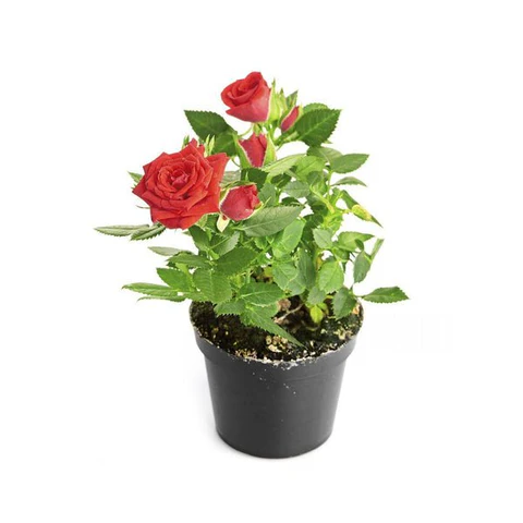 Rose Plant in Grow Bag